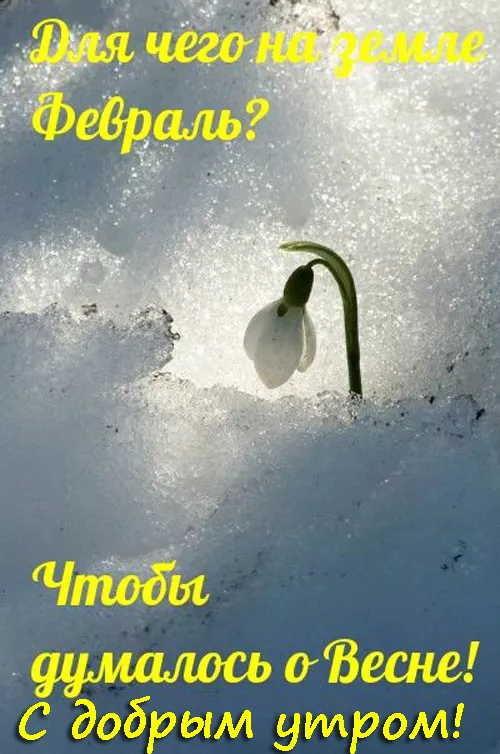 Красивые картинки Доброе утро февраля. С добрым утром Февраля - прикольные картинки
