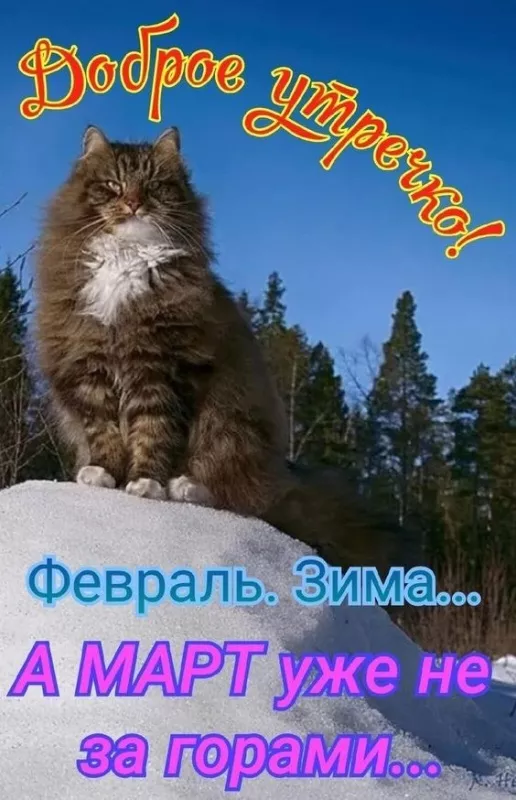 Красивые картинки Доброе утро февраля. С добрым утром Февраля - прикольные картинки