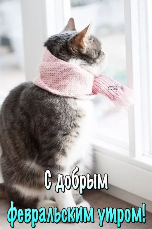 Красивые картинки Доброе утро февраля. С добрым утром Февраля - прикольные картинки