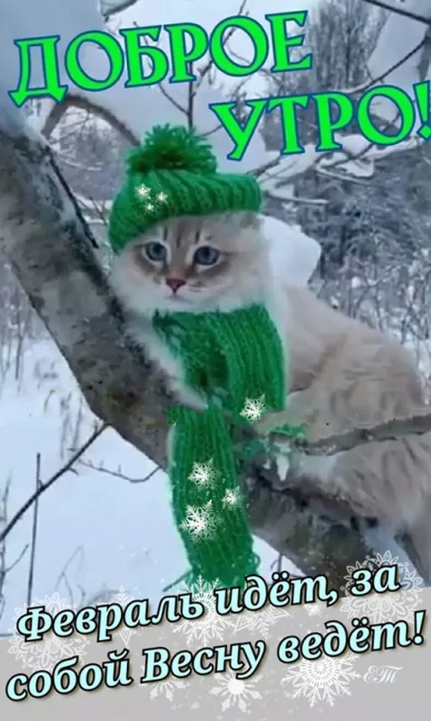 Красивые картинки Доброе утро февраля. Доброе утро февраля: красивые картинки