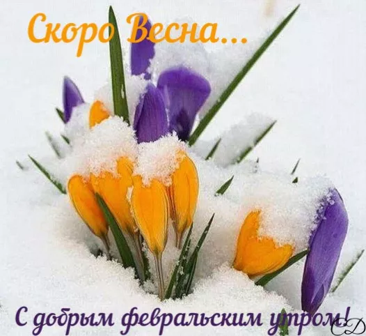 Красивые картинки Доброе утро февраля. Доброе утро февраля: красивые картинки