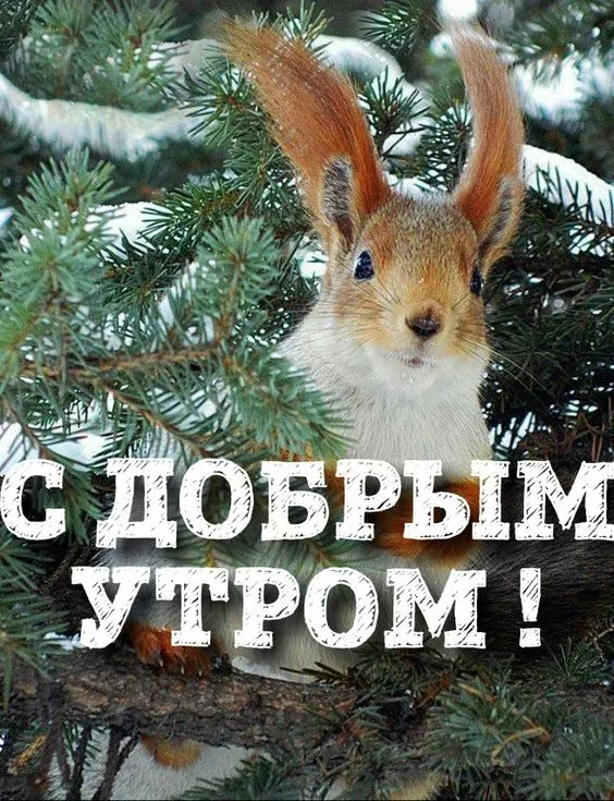 Позитивные картинки Доброго зимнего утра . Картинки с Добрым зимним утром позитивные и прикольные