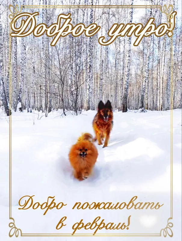 Красивые картинки Доброе утро февраля. Доброе утро февраля: красивые картинки