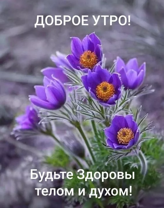 Красивые картинки С добрым весенним утром. Доброго утра и весеннего настроения: картинки с пожеланиями