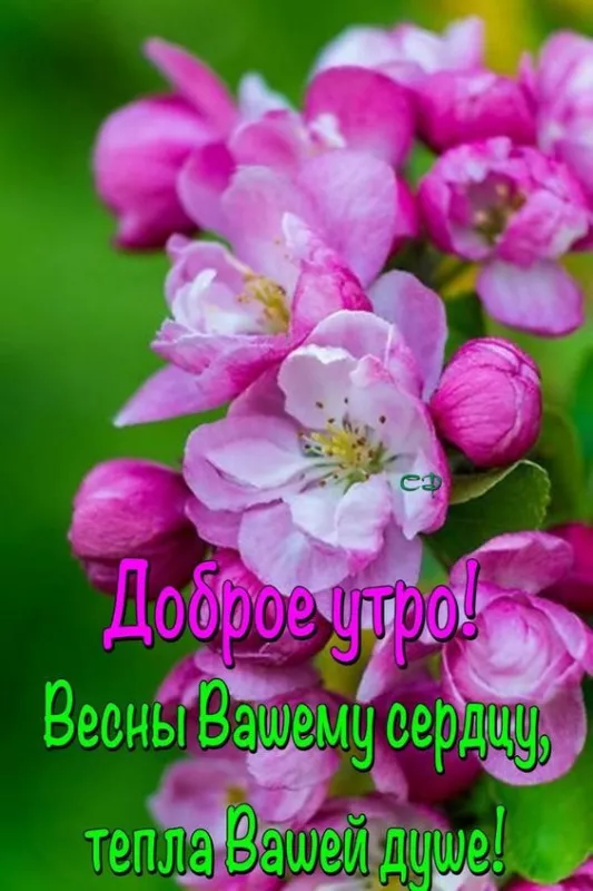 Красивые картинки С добрым весенним утром. Доброго утра и весеннего настроения: картинки с пожеланиями