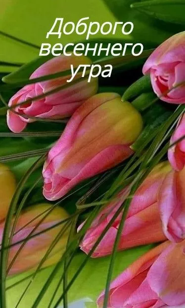 Красивые картинки С добрым весенним утром. С добрым весенним утром — красивые картинки