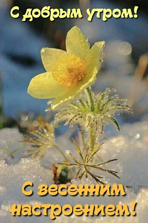 Красивые картинки С добрым весенним утром. С добрым весенним утром — красивые картинки
