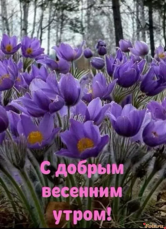Красивые картинки С добрым весенним утром. Картинки с надписями — С добрым весенним утром