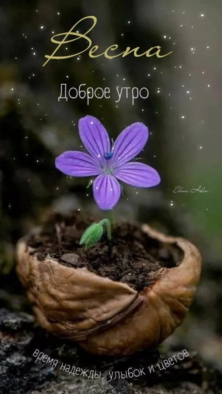 Красивые картинки С добрым весенним утром. С добрым весенним утром — красивые картинки
