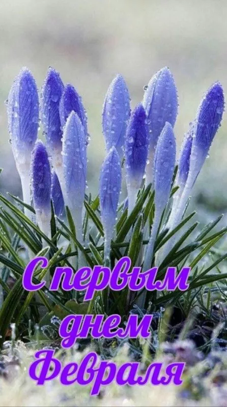 Картинки с последним месяцем зимы. Картинки С последним месяцем зимы: привет февраль