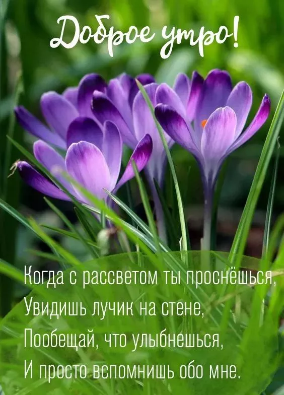 Красивые картинки С добрым весенним утром. Позитивные картинки "С добрым весенним утром"