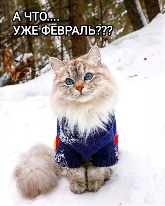 Картинки с последним месяцем зимы. Позитивные картинки С последним месяцем зимы: февраль