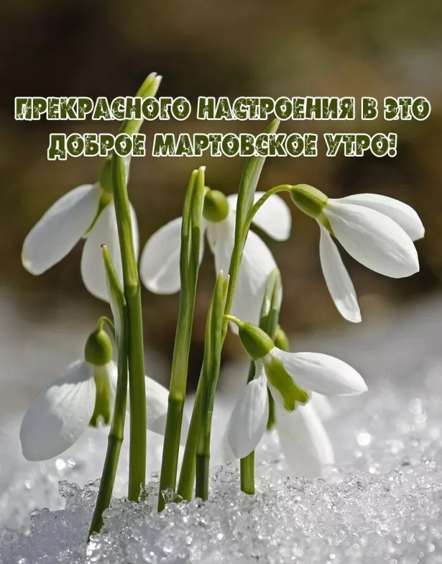 Красивые картинки Доброе мартовское утро. Доброе утро марта — картинки с пожеланиями