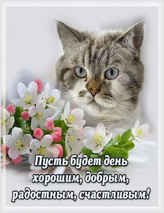 Красивые картинки Доброе мартовское утро. Доброе утро марта — картинки с пожеланиями