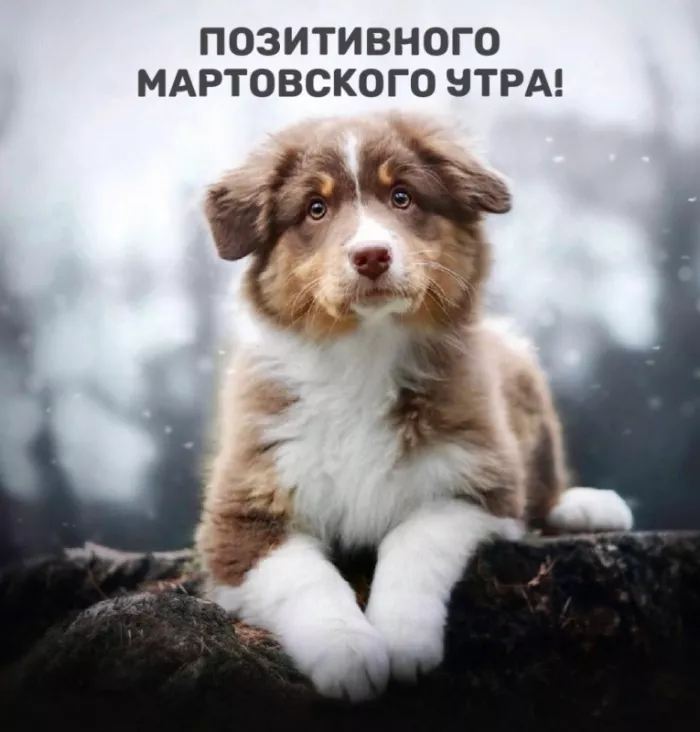 Красивые картинки Доброе мартовское утро. Прикольные картинки с Добрым мартовским утром