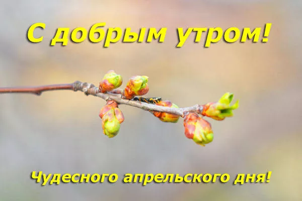 Красивые картинки с Добрым апрельским утром. Доброго апрельского утра и хорошего дня — картинки красивые&nbsp;