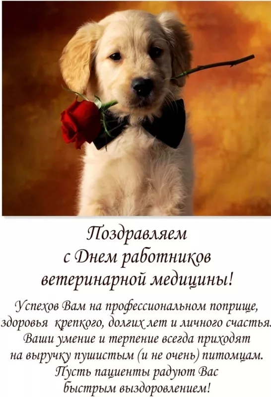 Красивые картинки с Днем ветеринарного врача. Картинки с надписями и поздравлениями на Международный день ветеринарного врача