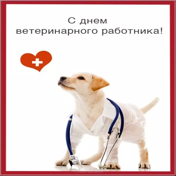 Красивые картинки с Днем ветеринарного врача. Прикольные картинки с Днем ветеринарного врача