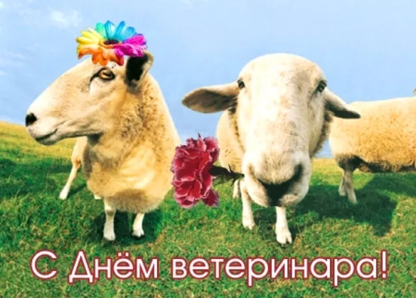 Красивые картинки с Днем ветеринарного врача. Прикольные картинки с Днем ветеринарного врача