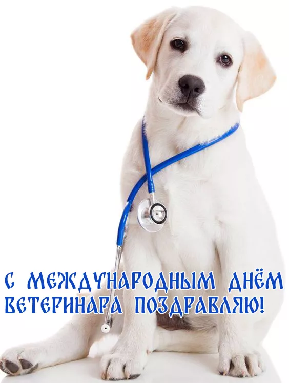 Красивые картинки с Днем ветеринарного врача. Прикольные картинки с Днем ветеринарного врача