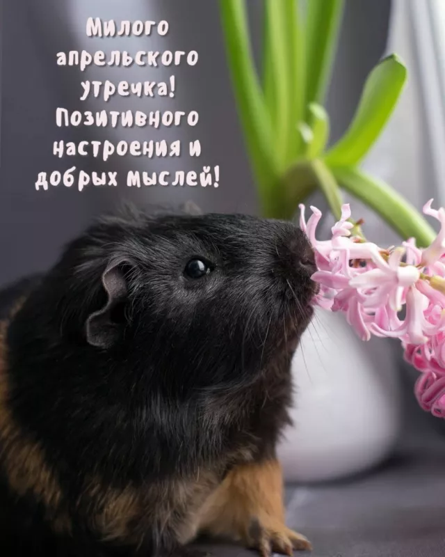 Красивые картинки с Добрым апрельским утром. Доброе апрельское утро — картинки с пожеланиями