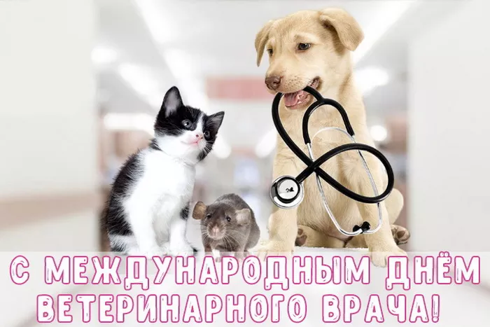 Красивые картинки с Днем ветеринарного врача. Прикольные картинки с Днем ветеринарного врача