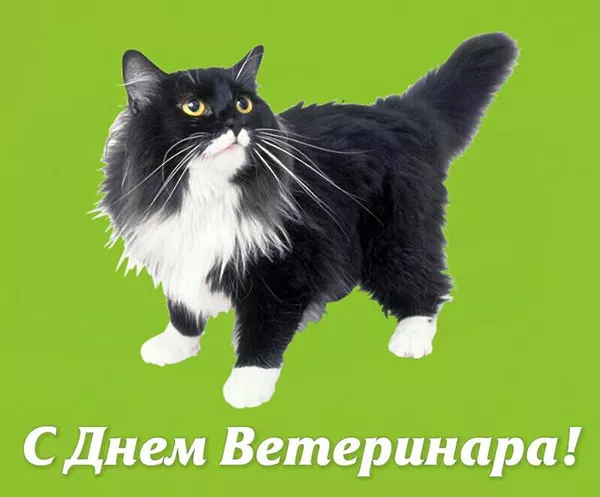 Красивые картинки с Днем ветеринарного врача. Прикольные картинки с Днем ветеринарного врача