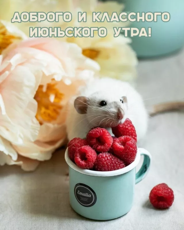 Картинки с добрым утром июня. Красивые картинки с добрым утром июня