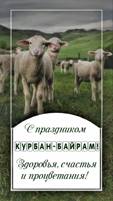 Красивые картинки на Курбан-байрам . Открытки с поздравлениями на Курбан-байрам