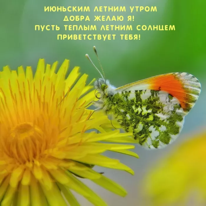 Картинки с добрым утром июня. Доброе утро июня — открытки с надписями