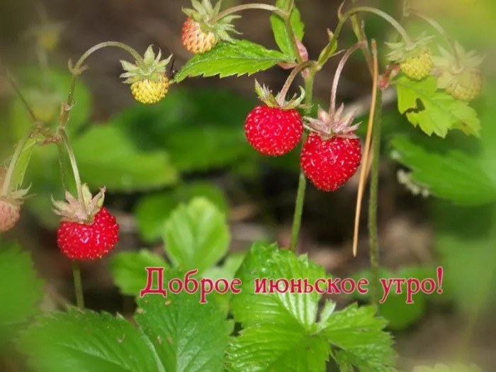 Картинки с добрым утром июня. Летние картинки с пожеланием доброго утра